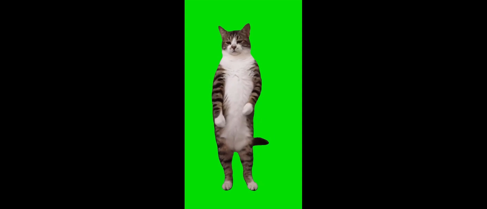 Cat Boo Dance Trend Green Screen Meme Video