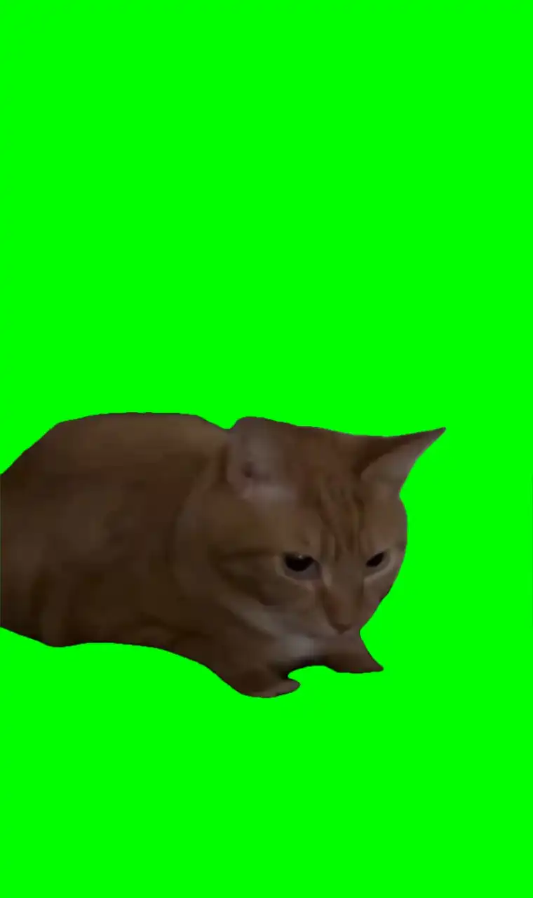 Cat bouncing green screen