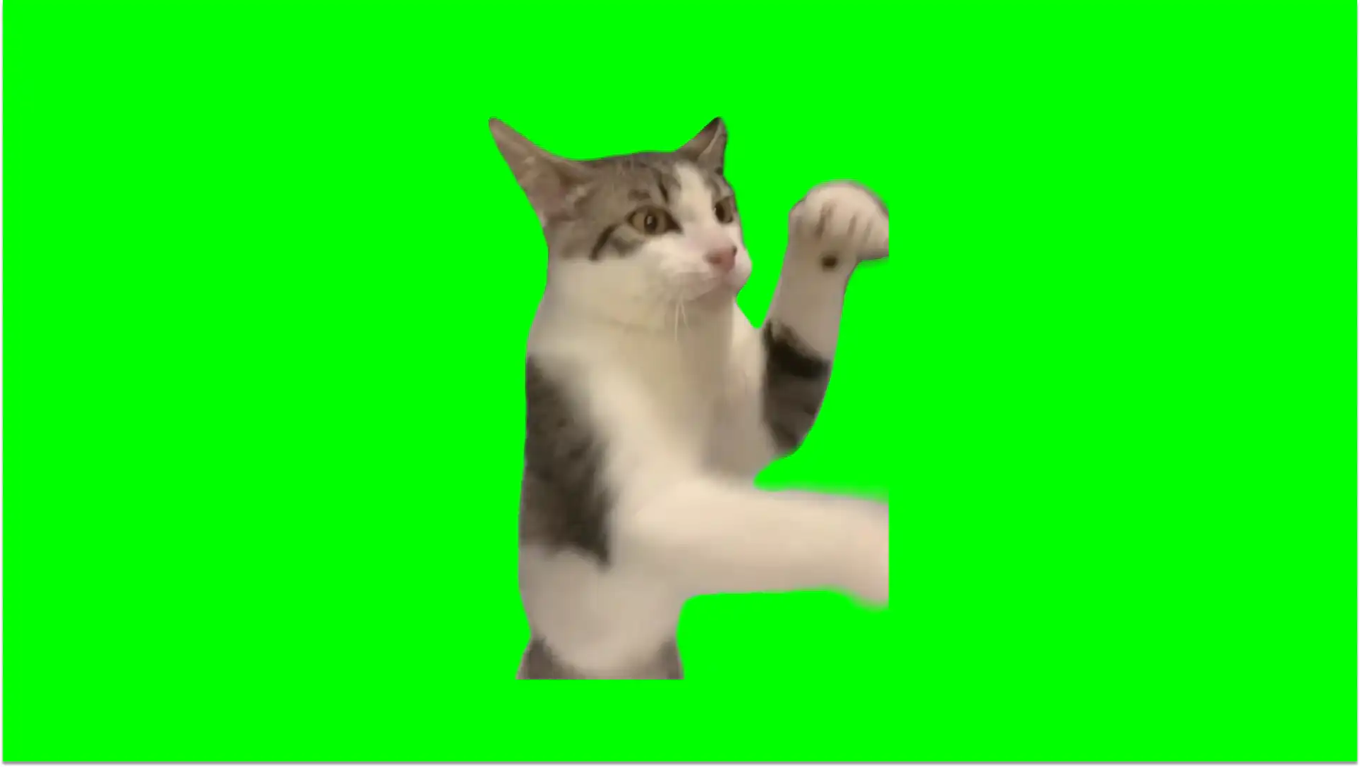 Cat boxing meme green screen