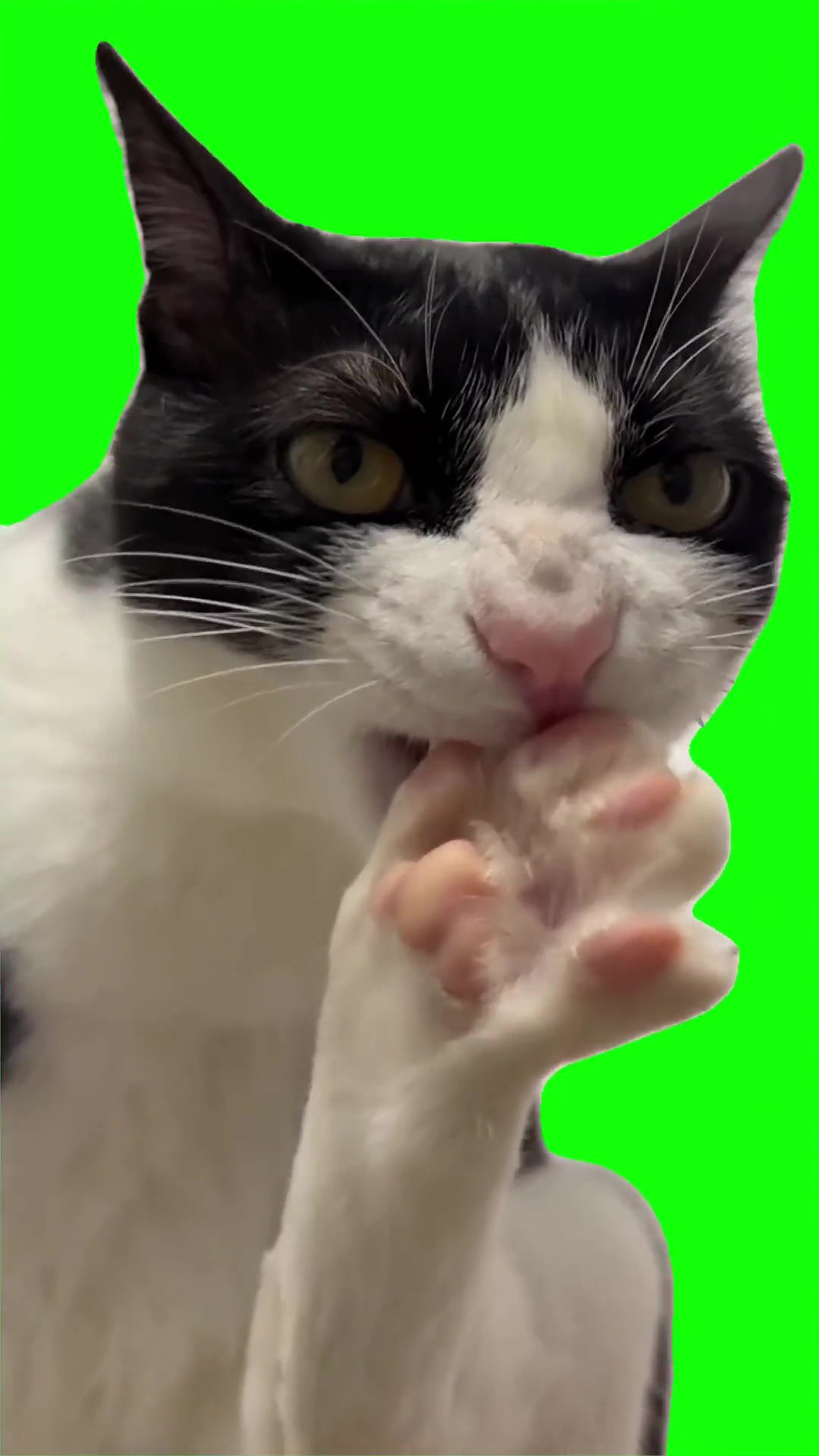 Cat cleaning himself Green Screen Meme