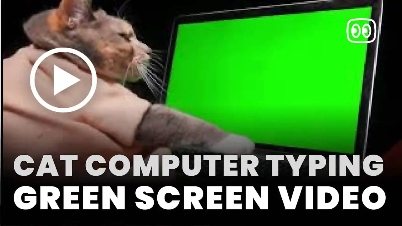 Cat computer typing Green Screen
