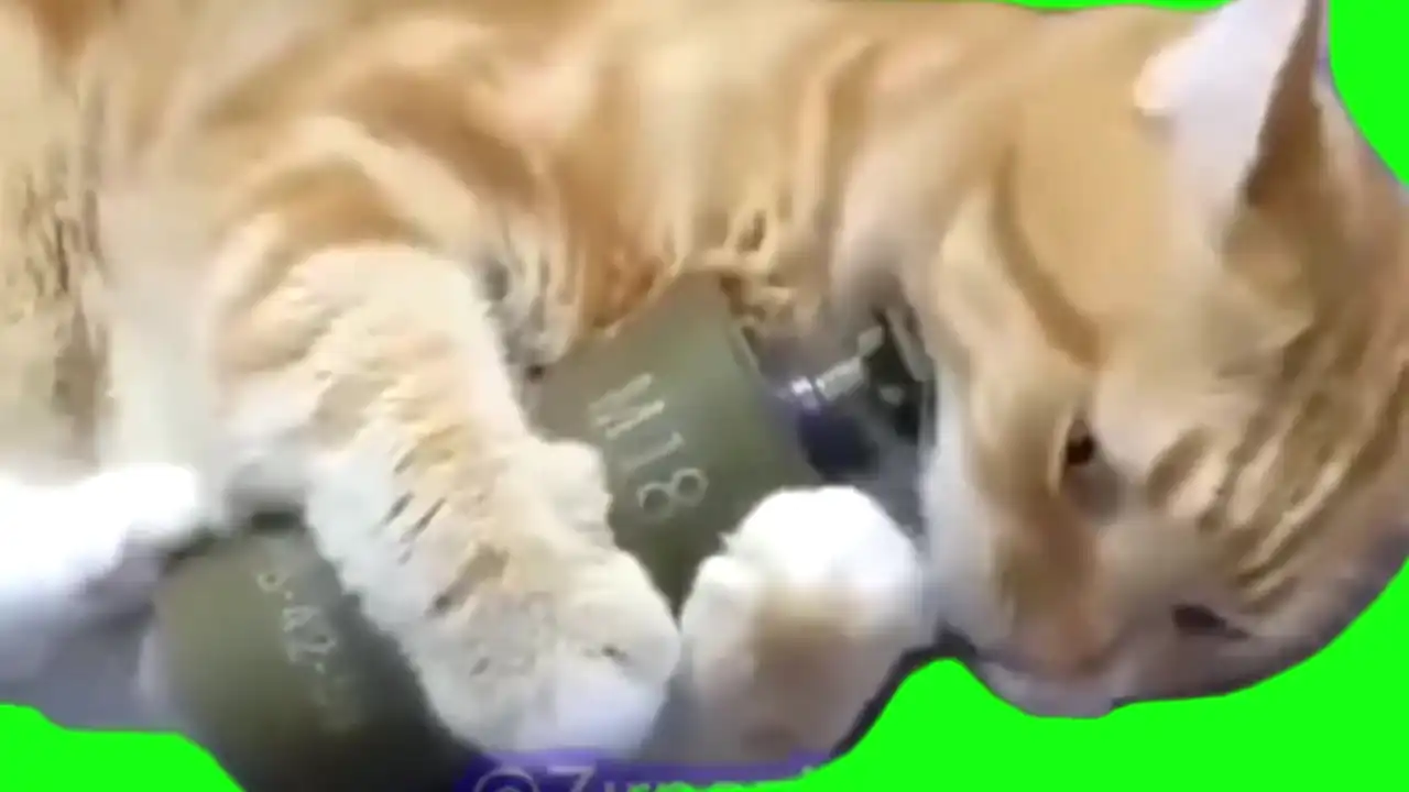 Cat cooking Grenade meme Green Screen