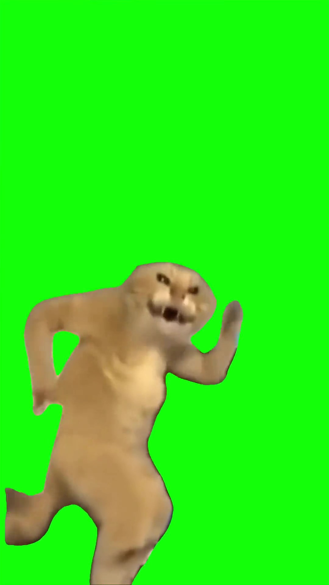 Cat crazy dance Green Screen Meme