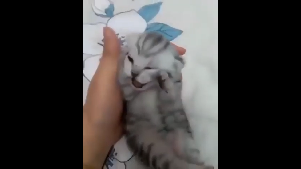 Cat Crying Meme Video