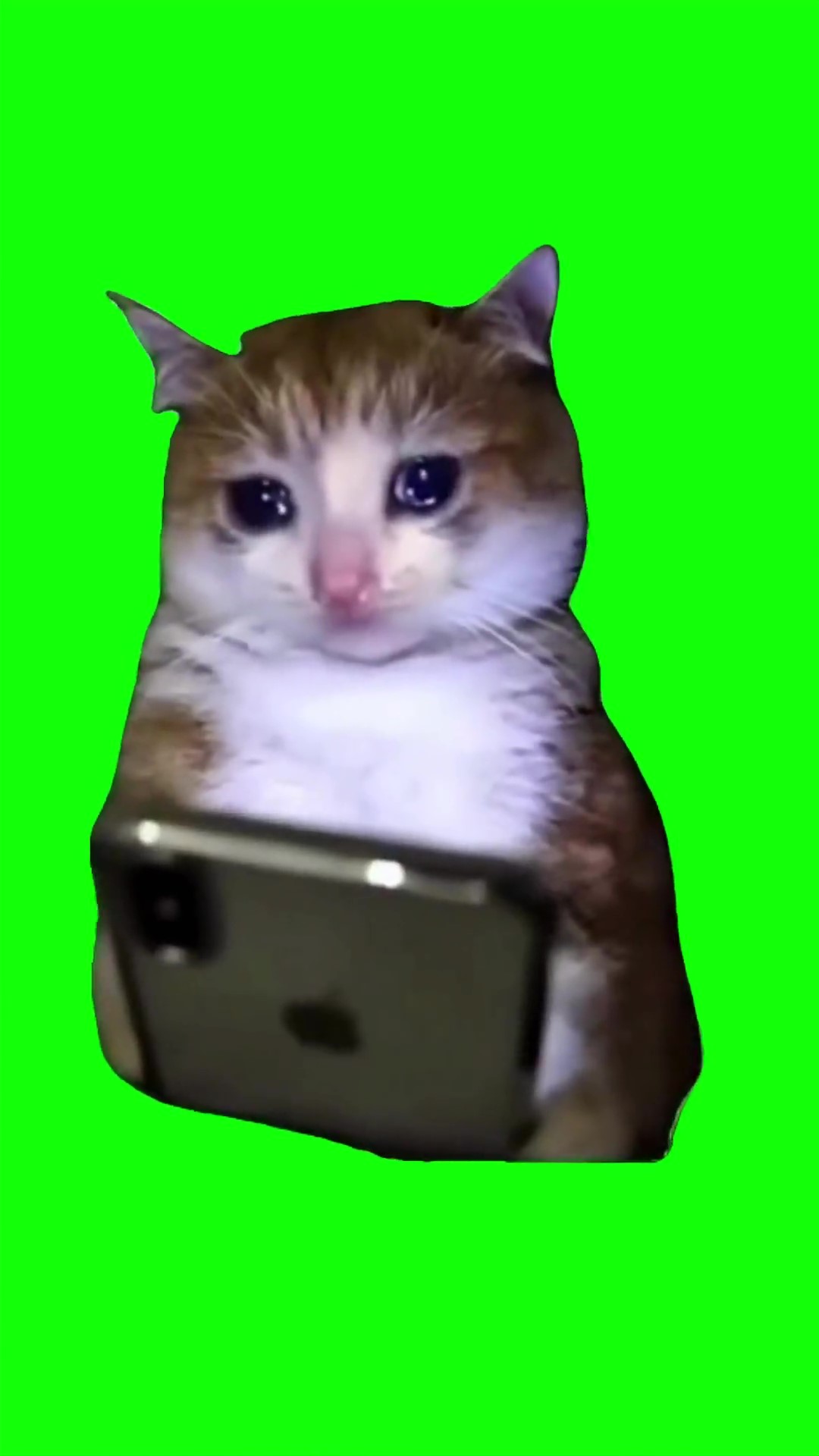 Cat cryingwith a phone meme Green Screen
