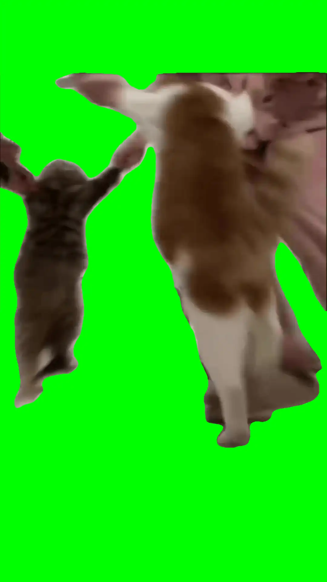 Cat dance party green screen
