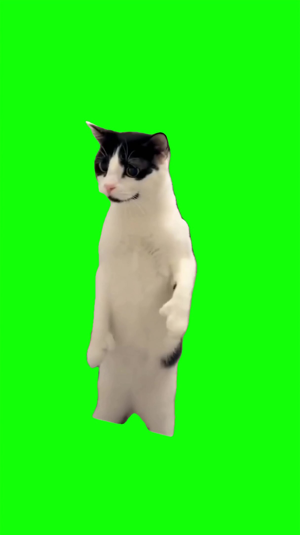 Cat dancing bailando Meme Green Screen