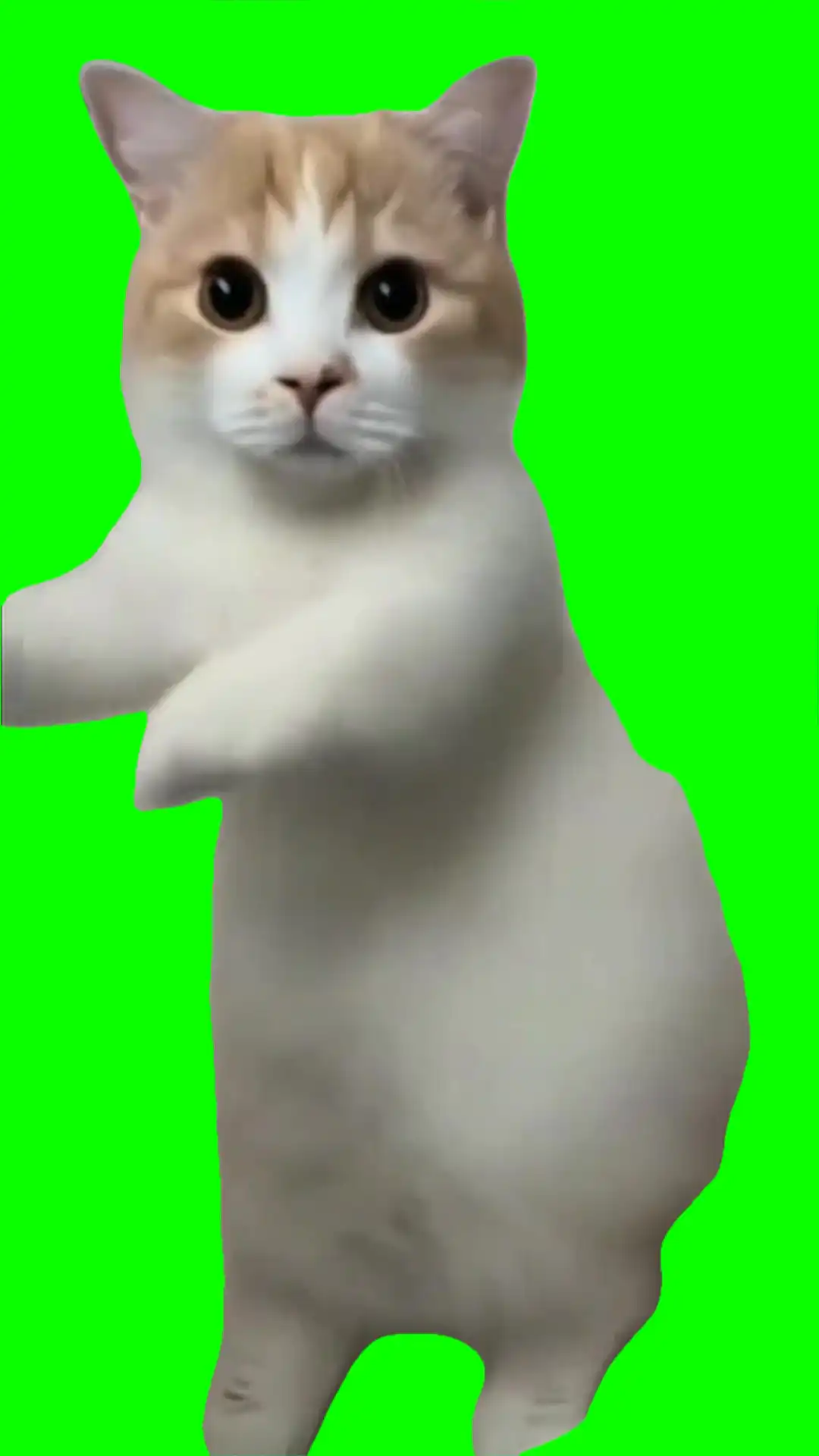 Cat dancing chippi chippi green screen