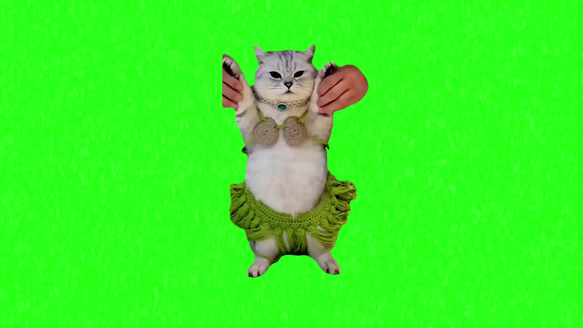 Cat Dancing Green Screen Meme