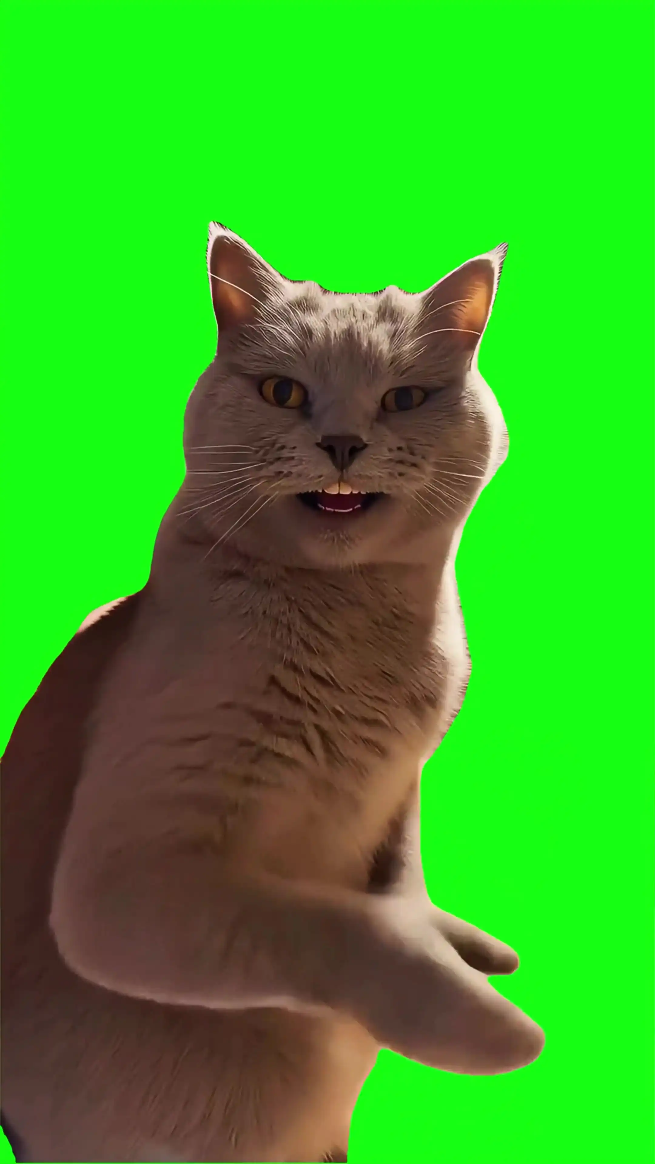 Cat Dancing Green Screen