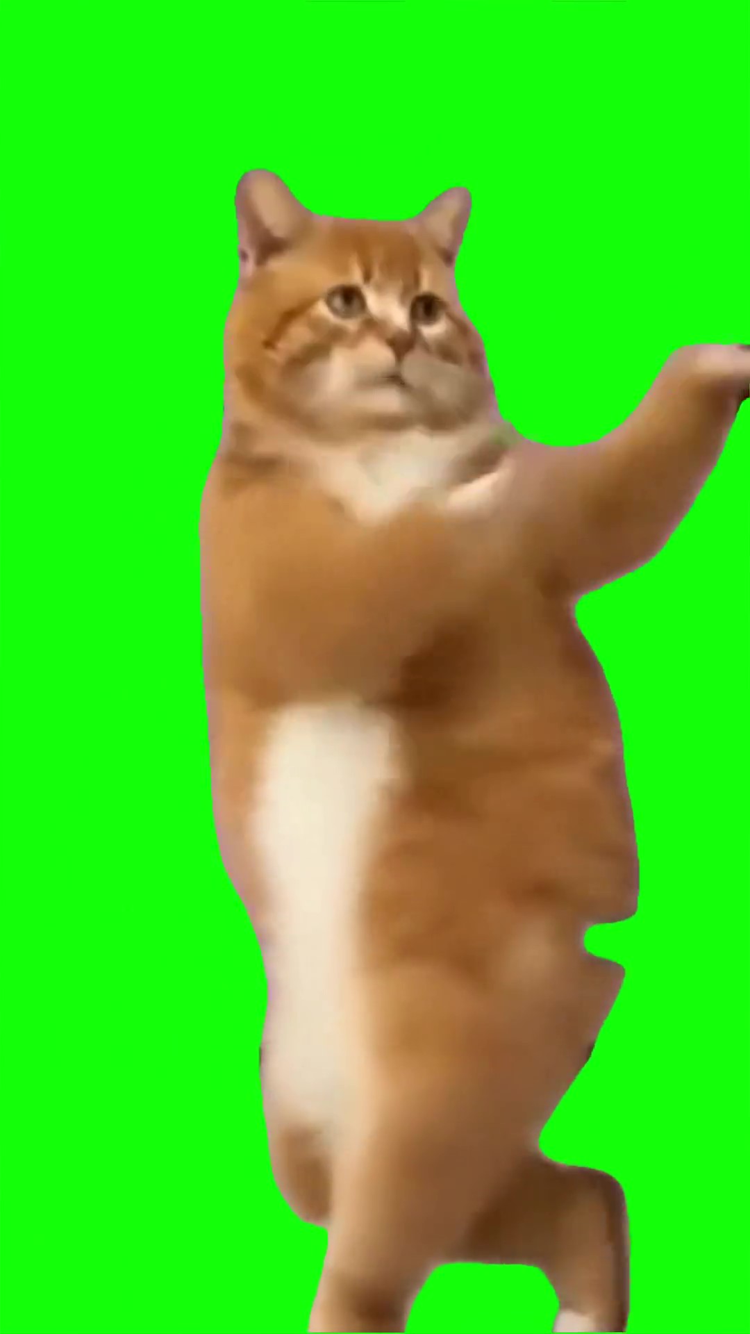 Cat dancing phonk Green Screen Meme