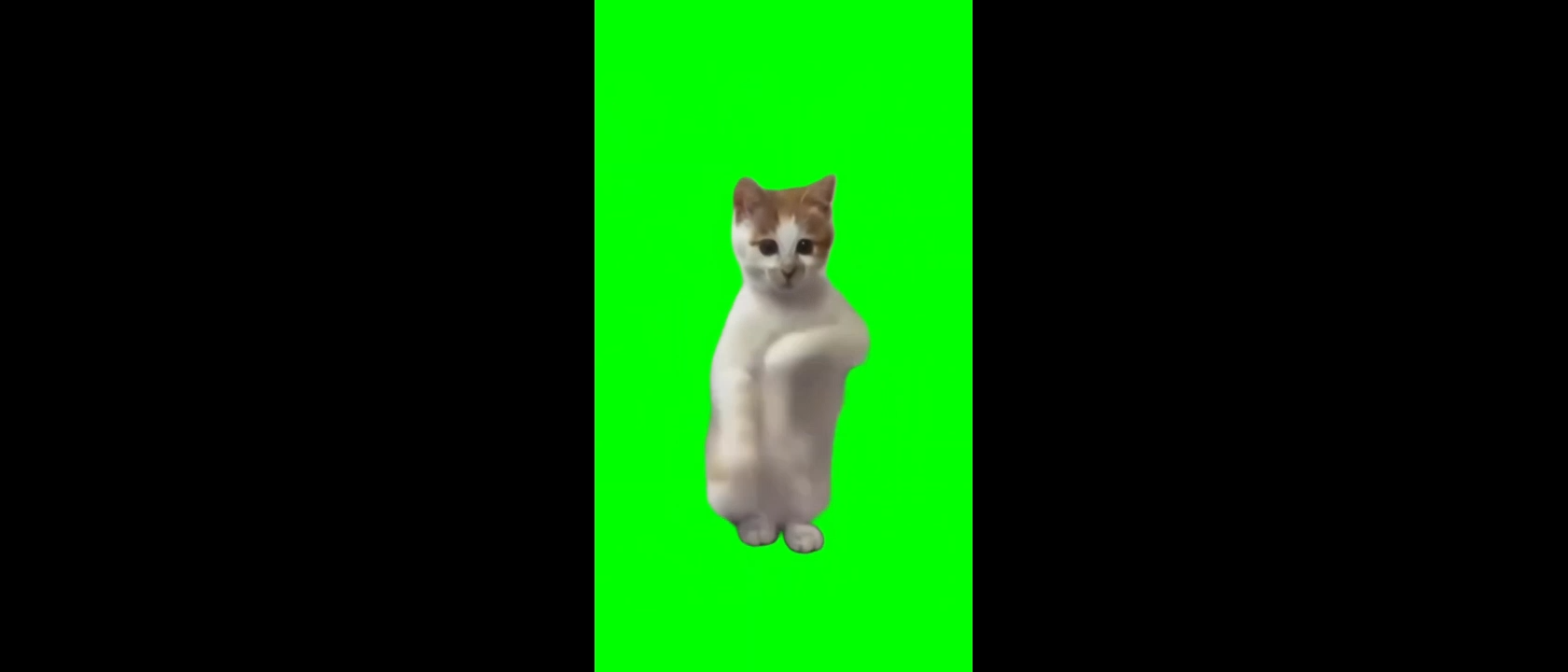 Cat Dancing to Jimmy Jimmy Jimmy Aaja Green Screen Meme Template