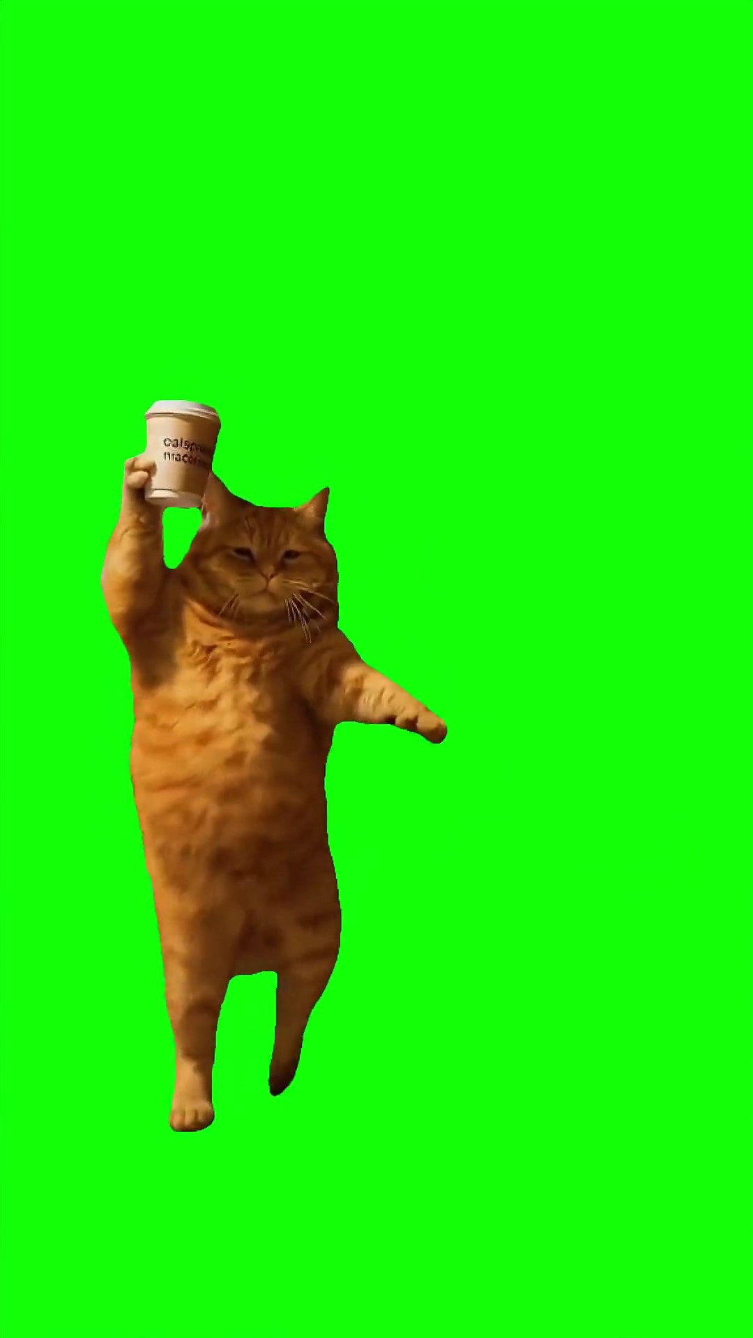 Cat dancing with coffee Green Screen Meme