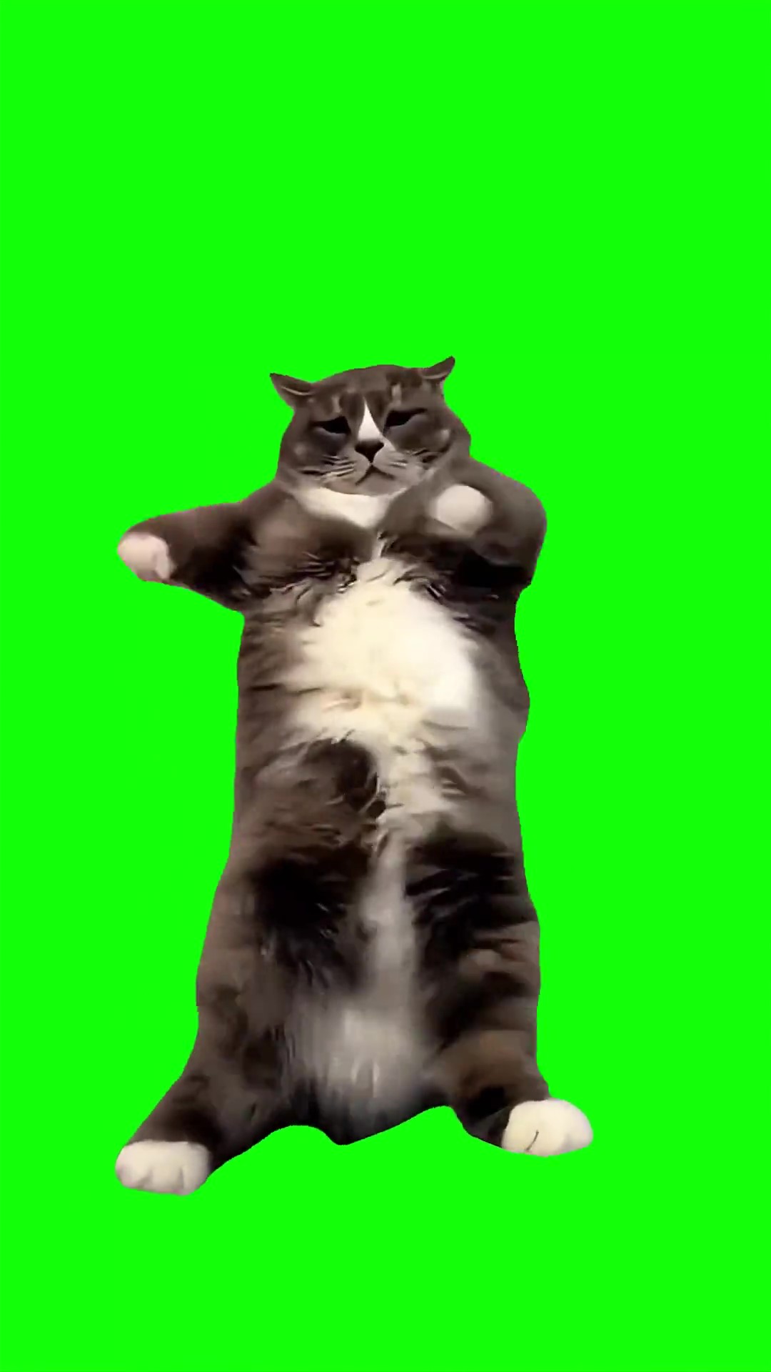 Cat doing horn dancing Green Screen Meme