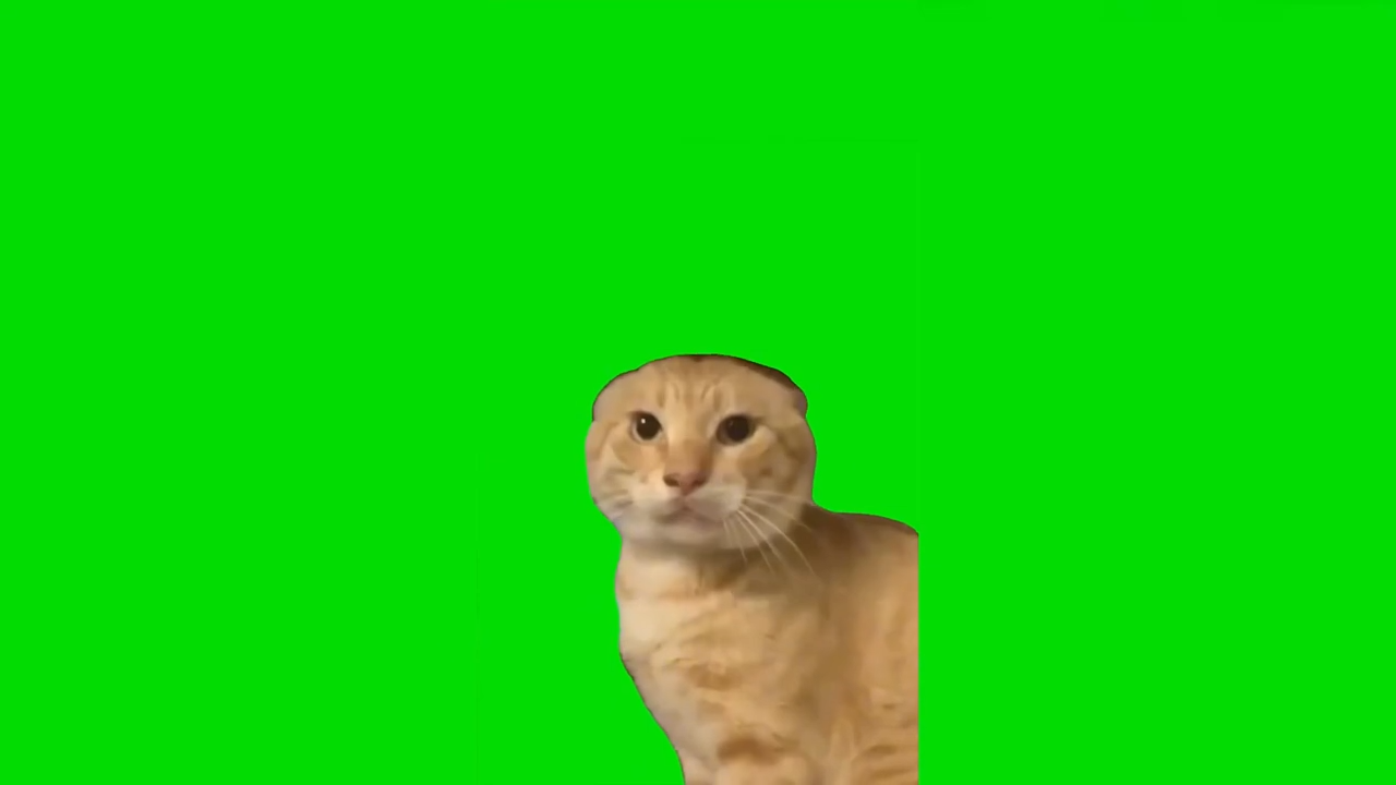 Cat Doing Kung Fu Green Screen Memes