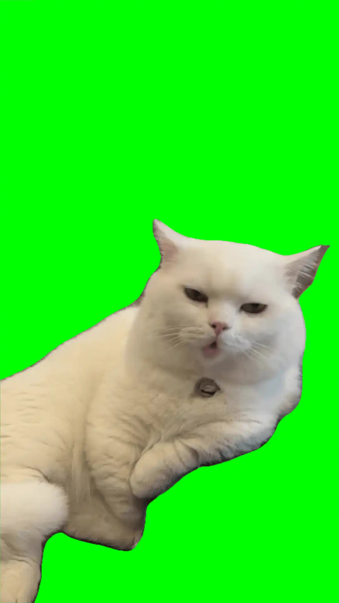 Cat doing turbo sound green screen