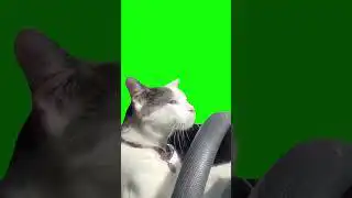Cat driving a car green screen