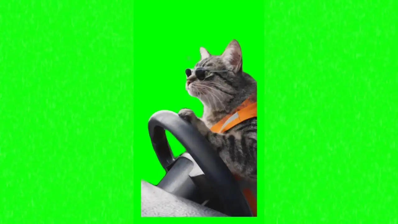 Cat driving meme green screen