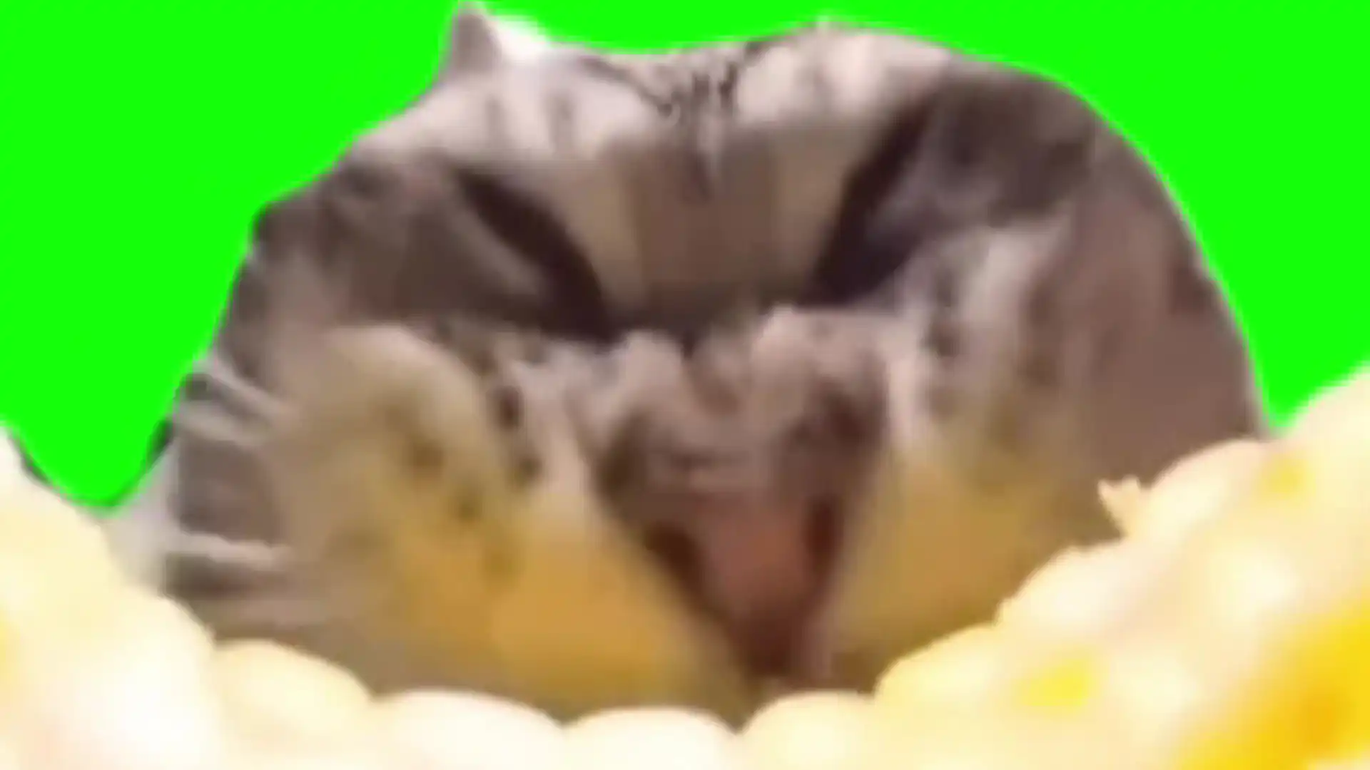 Cat eating corn meme green screen