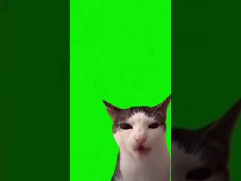 Cat Eating Meme Template Meme