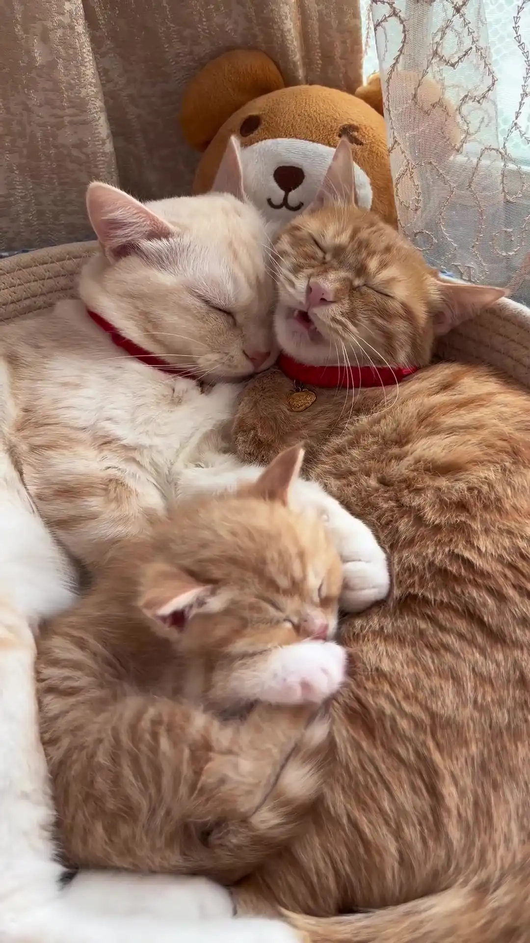 Cat family nap