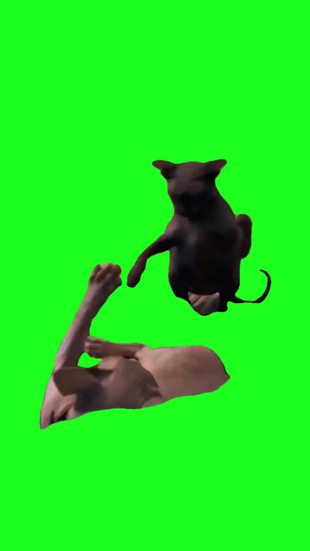 Cat fight Green Screen Meme