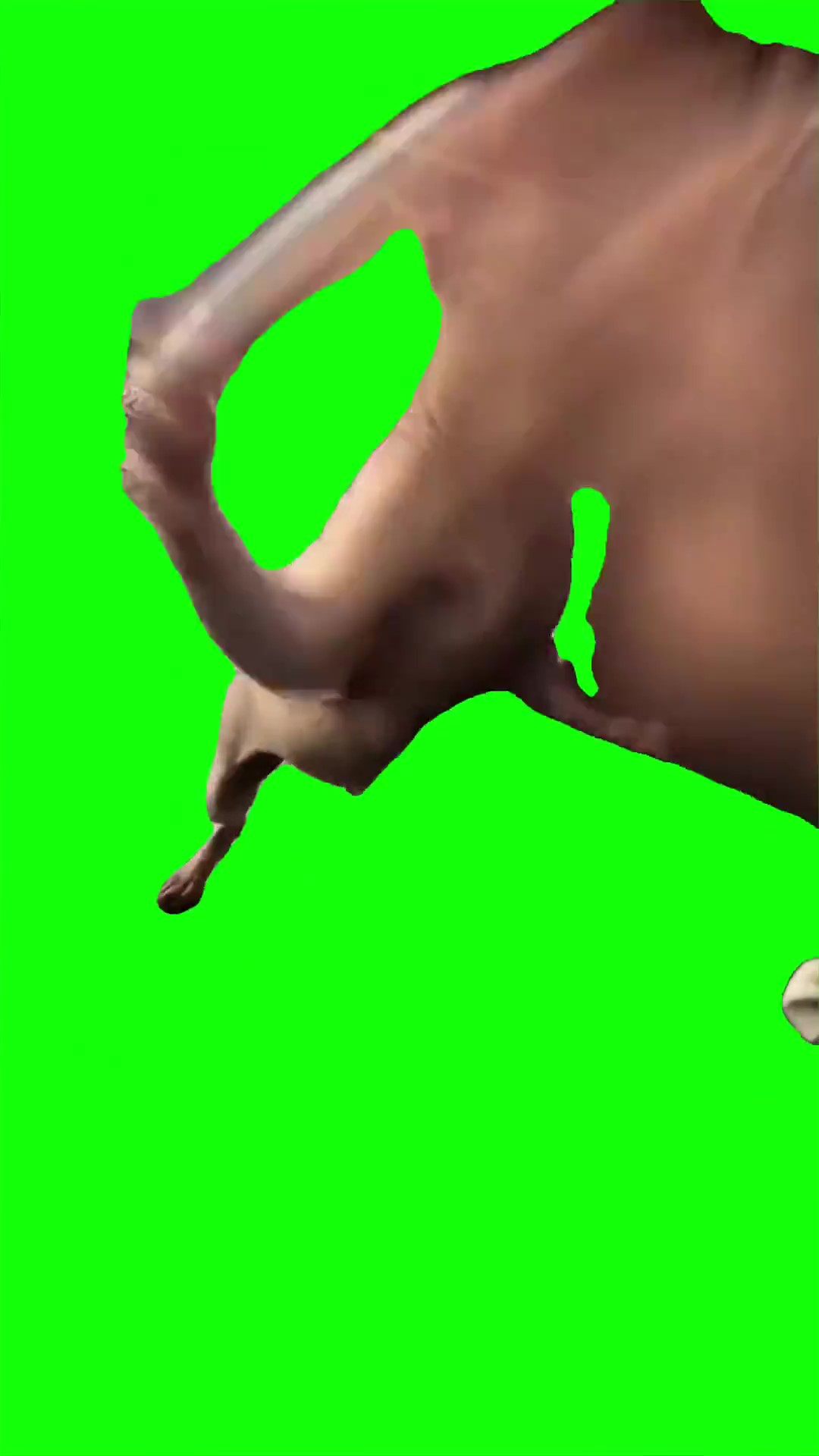 Cat Fights A Hand Green Screen Meme