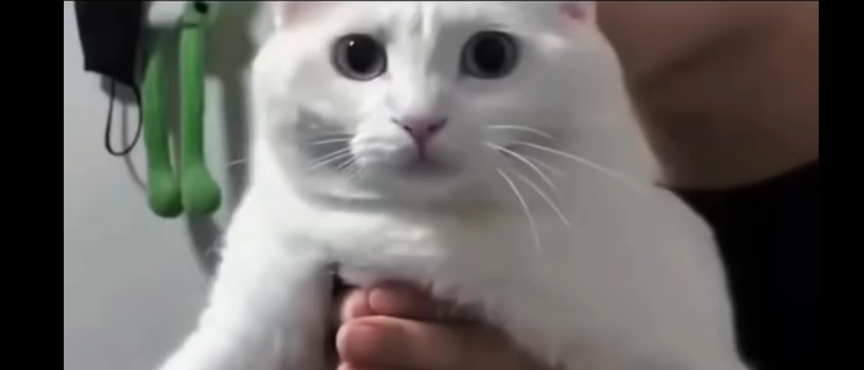 Cat Funny Meme Video