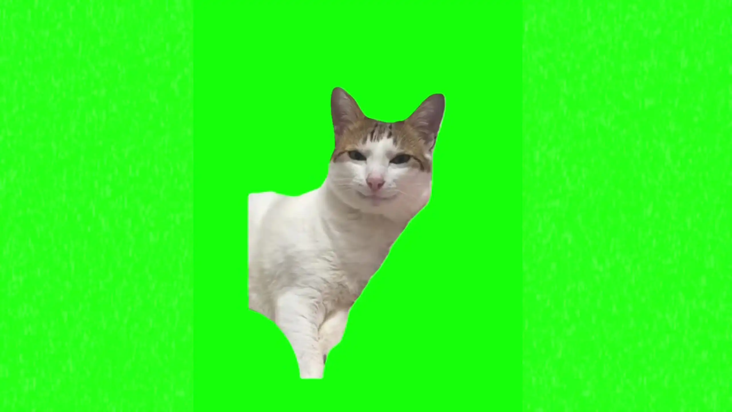 Cat glazing eyes meme green screen