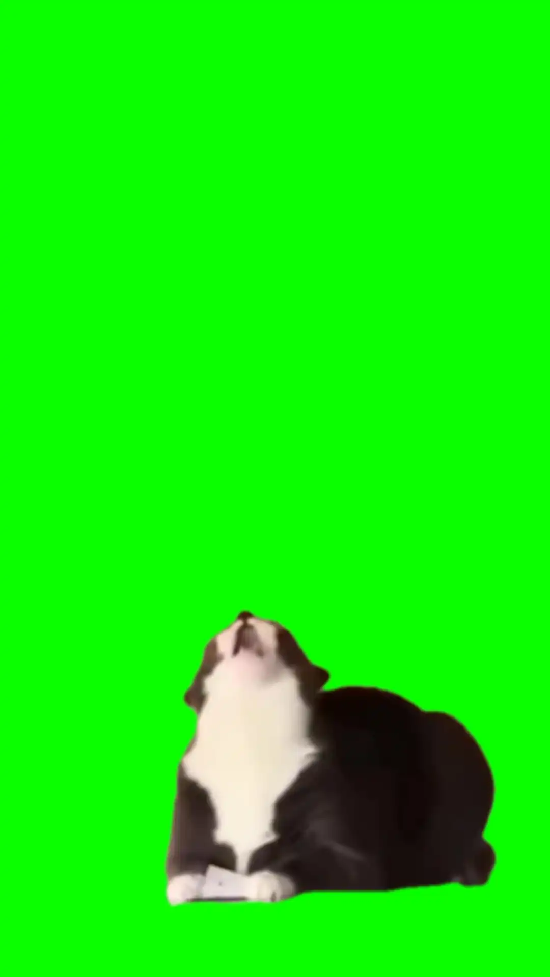 Cat going crazy Green screen