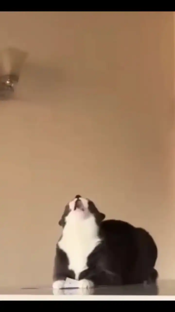 Cat going crazy meme