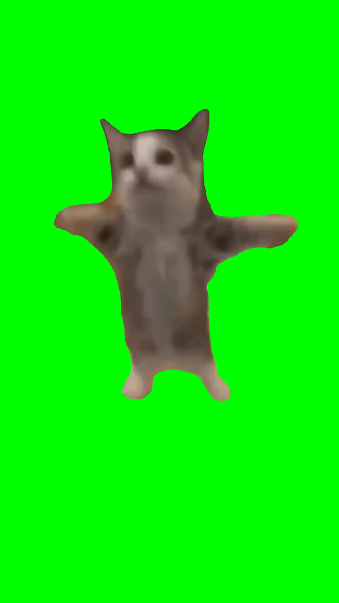 Cat happy dance green screen