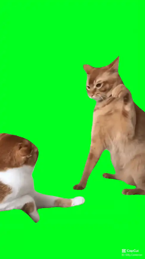 Cat hits punches slaps another cat