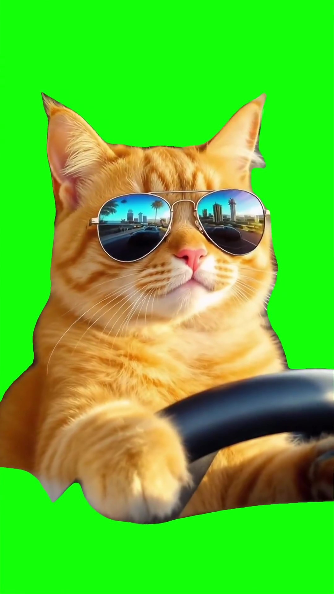 Cat in glasses driving Green Screen Meme