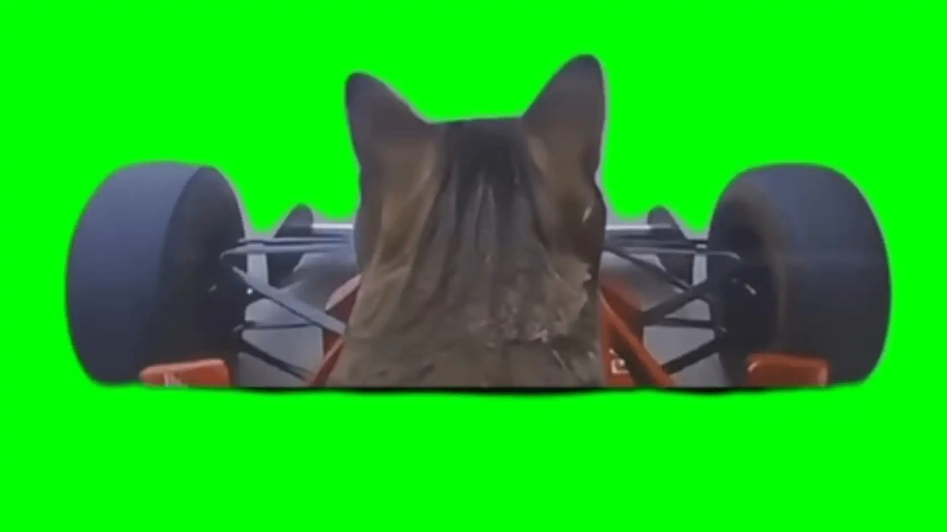 cat in racing cad meme green screen