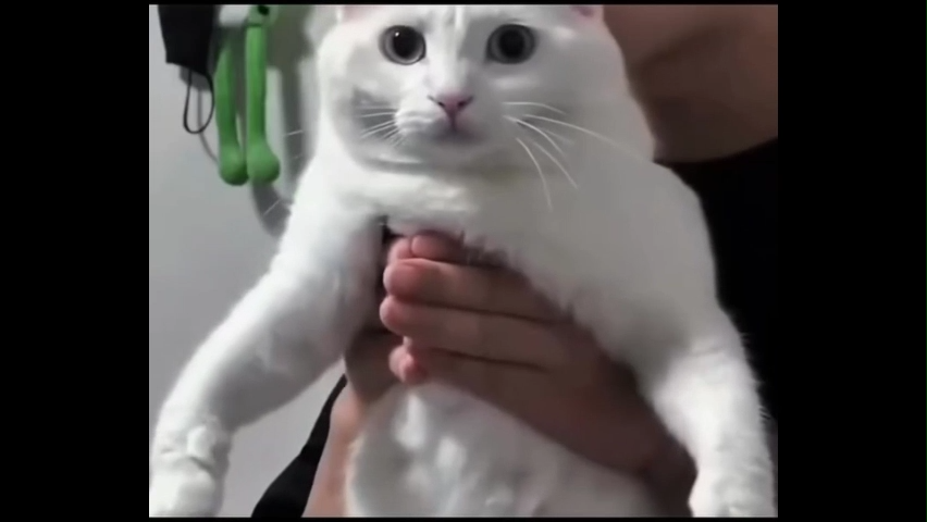 Cat Instagram Viral Memes