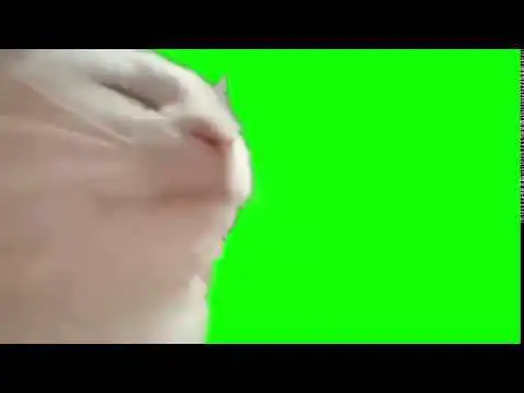Cat jamming to music green screen