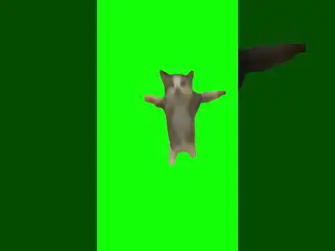 Cat Jumping Up and Down Green Screen