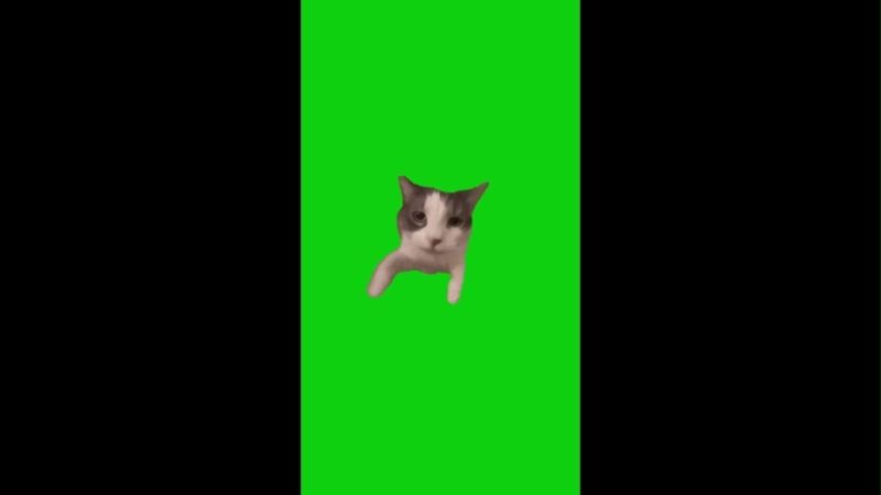 Cat Kissing Camera Green Screen Memes