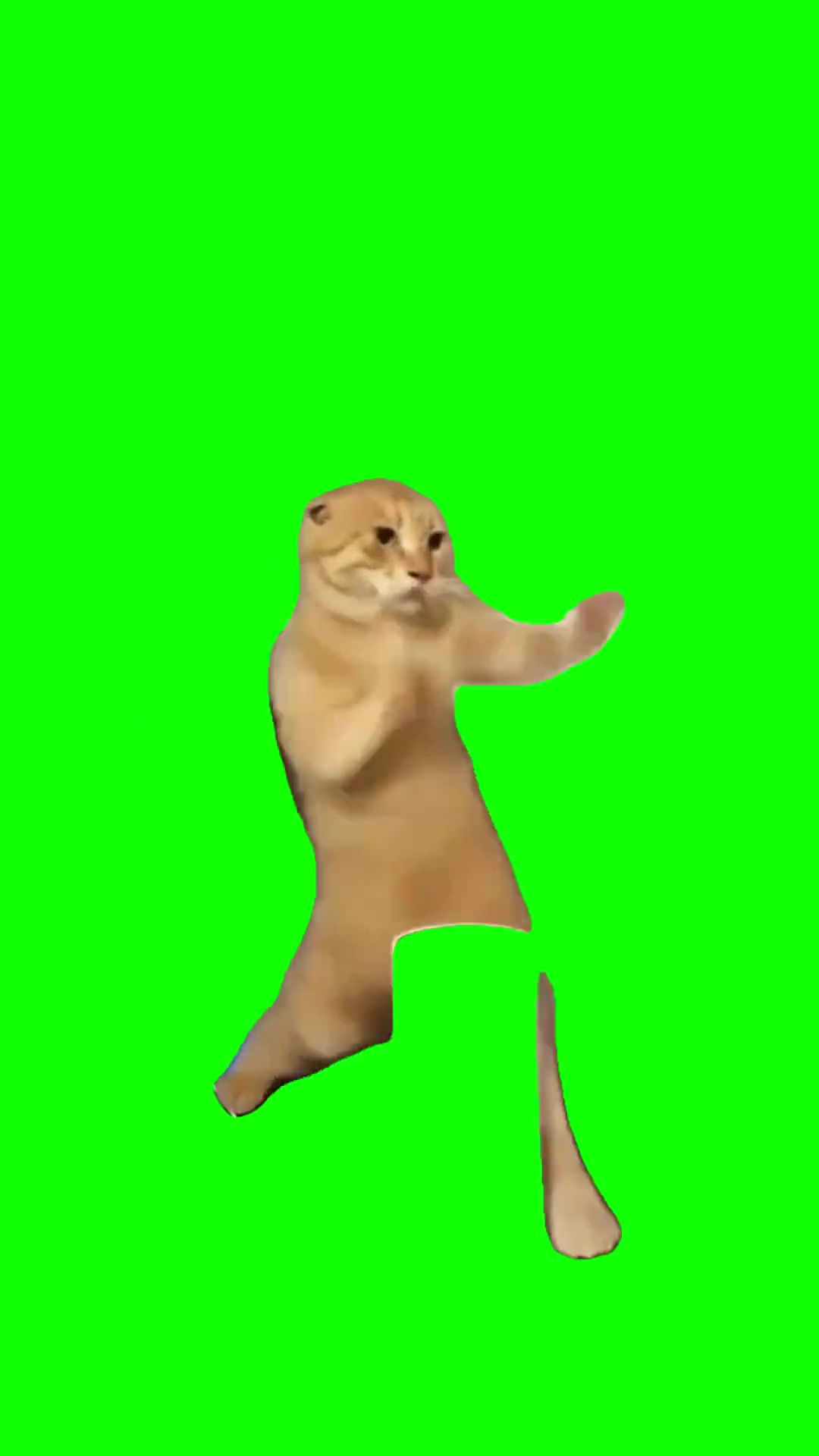 Cat kung fu Green Screen Meme