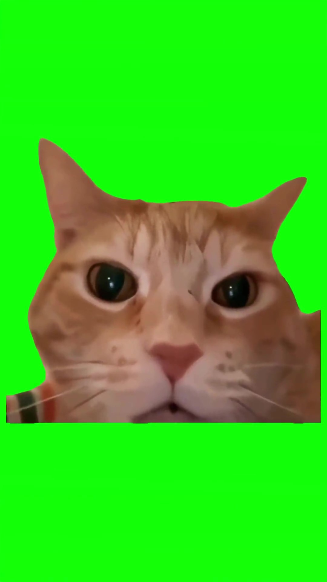 Cat laughing Green Screen Meme