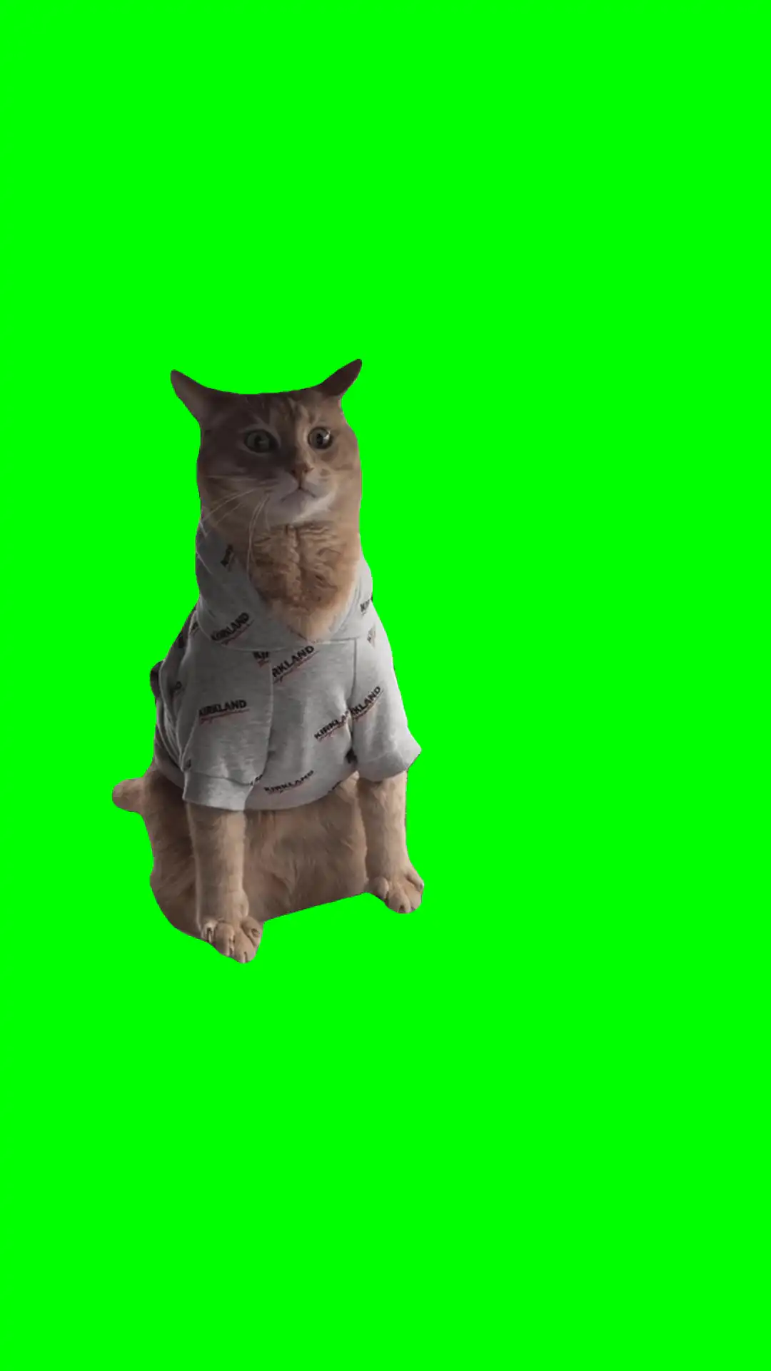 Cat Leaning Back n Forth Meme Green Screen