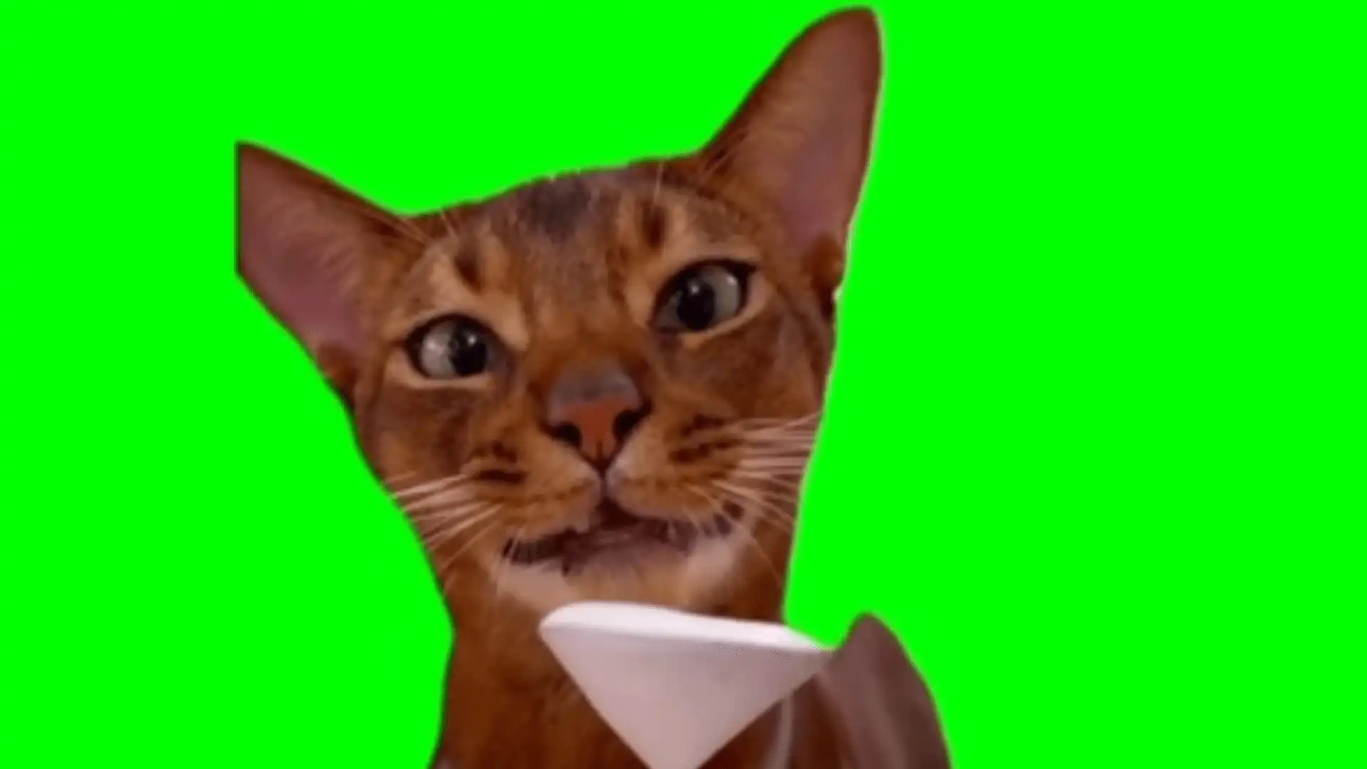 Cat licking foam meme green screen
