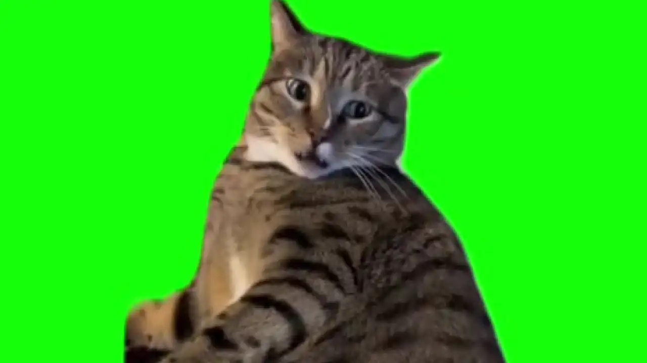 Cat making horror soundtrack meme green screen