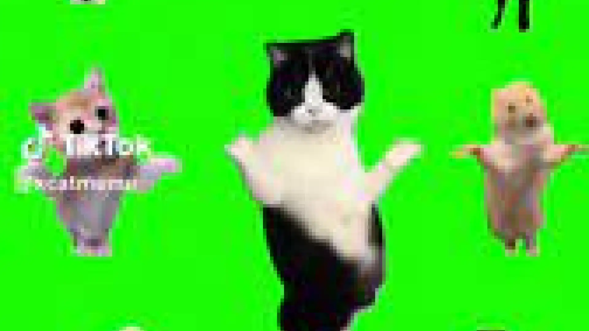 Cat Meme Dance Opera Song green screen