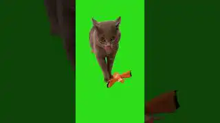 Cat meow green screen