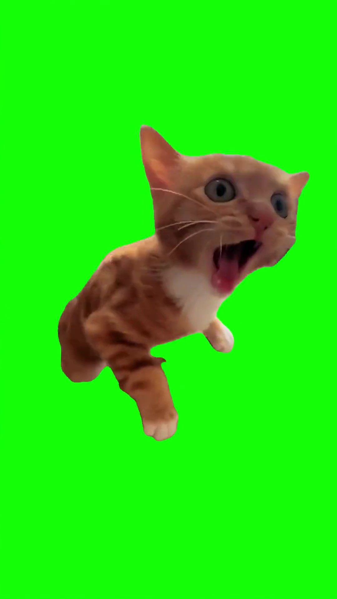 Cat meowing Green Screen Meme
