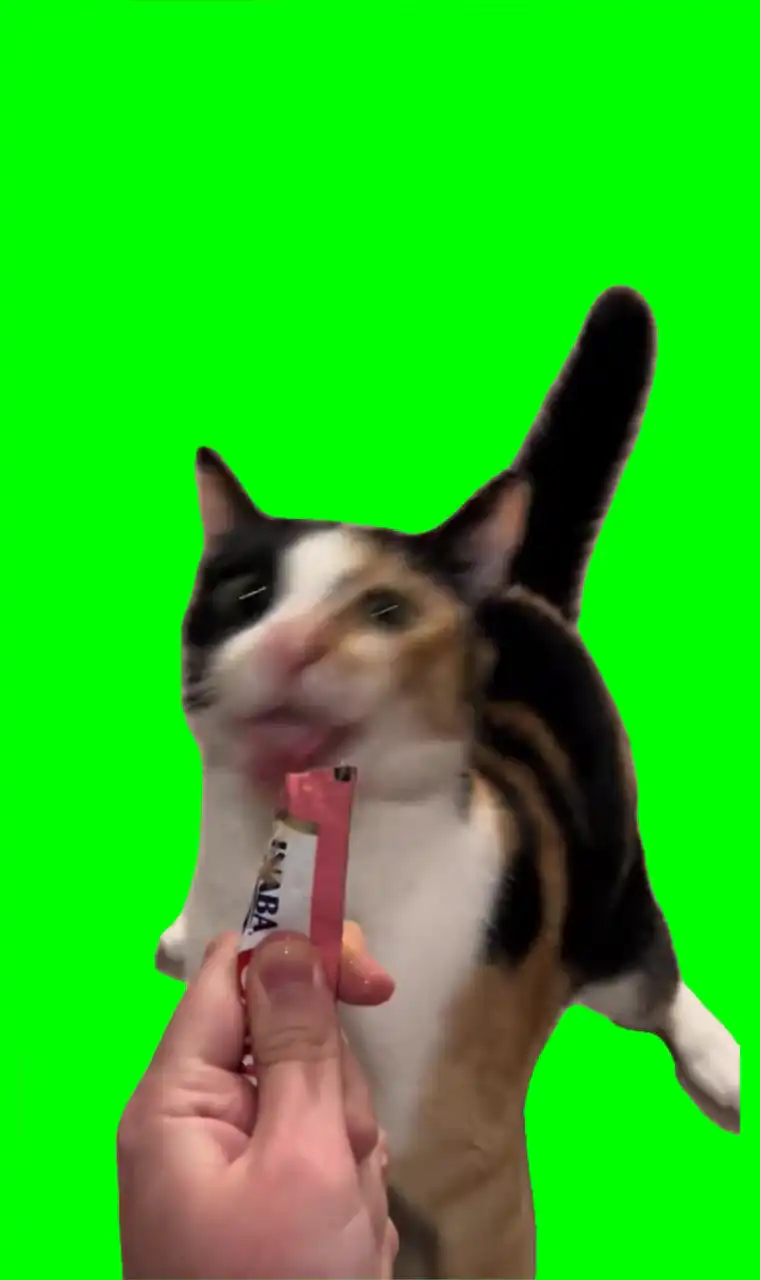 Cat missing food meme green screen