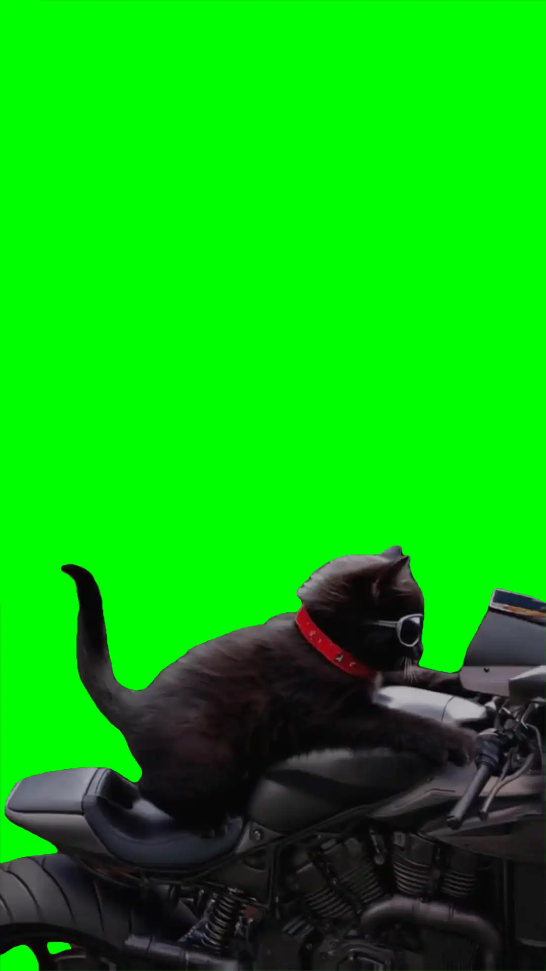cat on a bike green screen