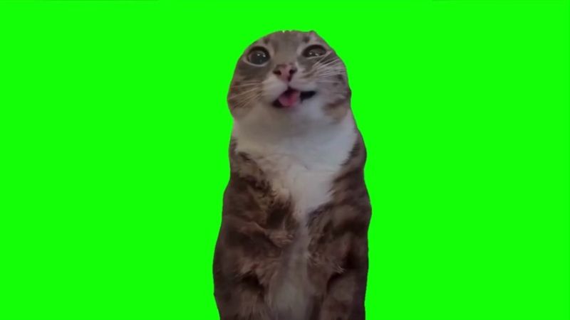 Cat Pissing Green Screen Memes